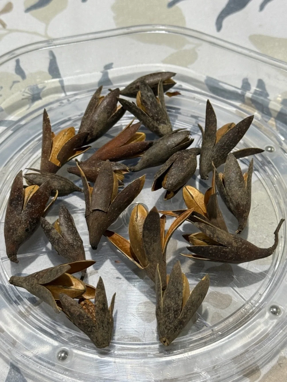 20 Natural Dried Seed Pods - Brown Decorative Accents